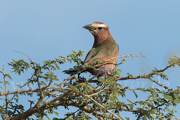 Strichelracke (Coracias naevius)