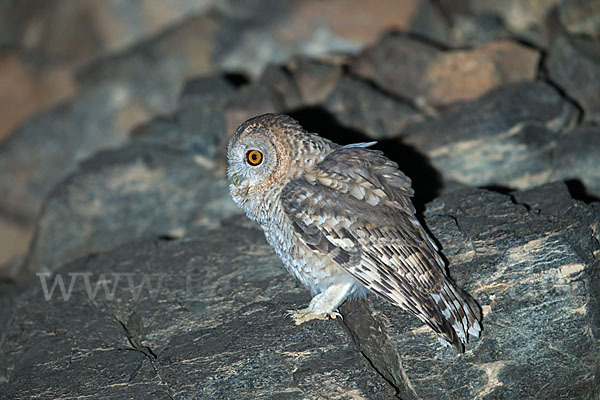 Strix hadorami (Fahlkauz)