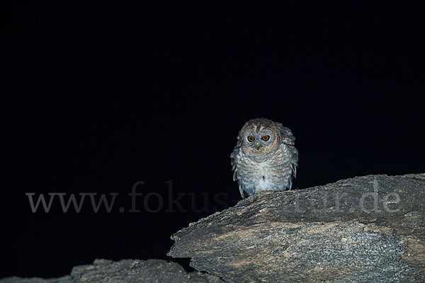 Strix hadorami (Fahlkauz)