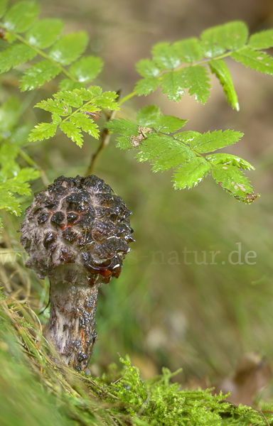 Strubbelkopf (Strobilomyces strobilaceus)