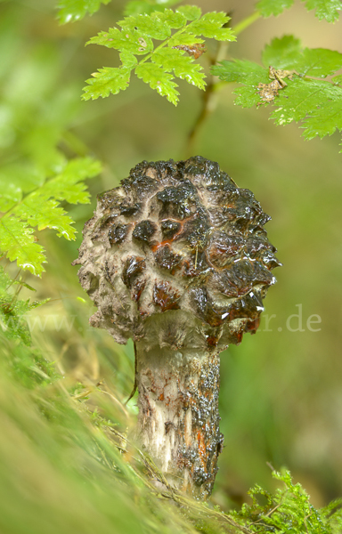 Strubbelkopf (Strobilomyces strobilaceus)