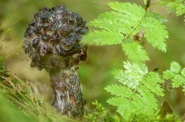 Strubbelkopf (Strobilomyces strobilaceus)