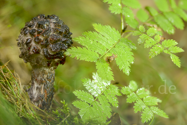 Strubbelkopf (Strobilomyces strobilaceus)