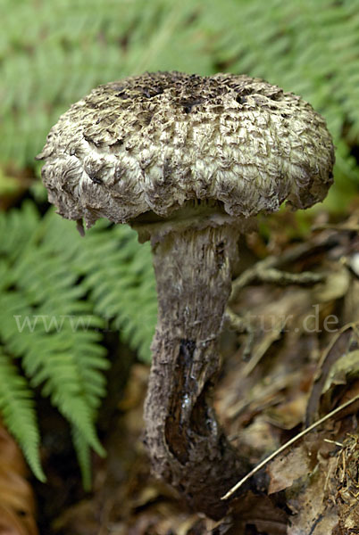 Strubbelkopf (Strobilomyces strobilaceus)