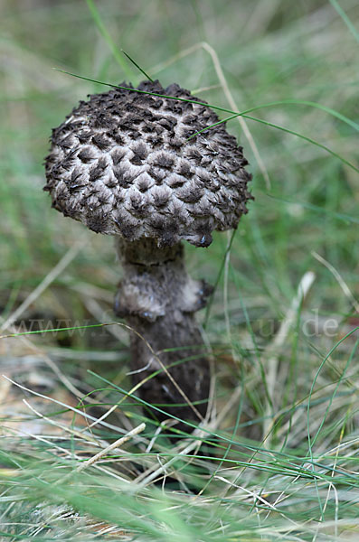 Strubbelkopf (Strobilomyces strobilaceus)