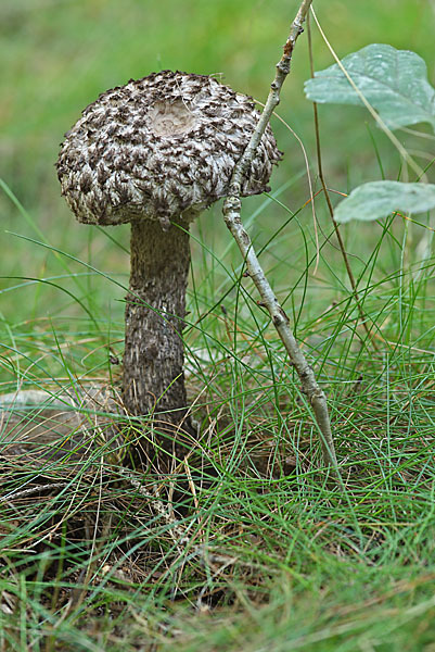 Strubbelkopf (Strobilomyces strobilaceus)