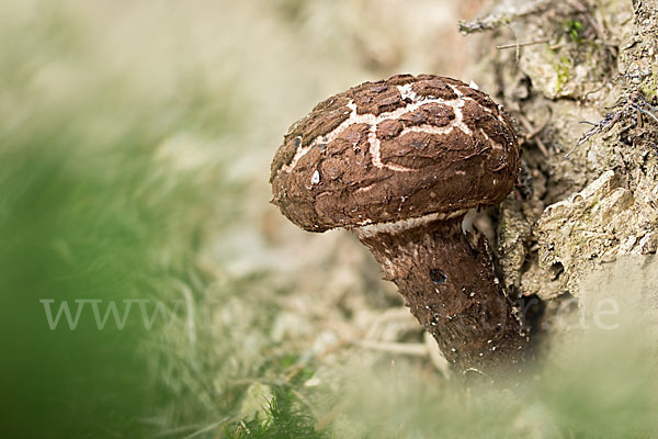 Strubbelkopf (Strobilomyces strobilaceus)