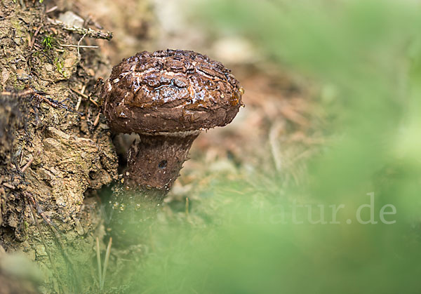 Strubbelkopf (Strobilomyces strobilaceus)