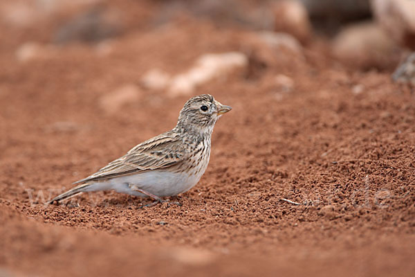 Stummellerche (Calandrella rufescens)