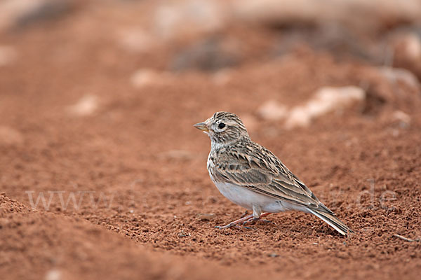 Stummellerche (Calandrella rufescens)