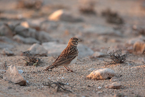 Stummellerche (Calandrella rufescens)