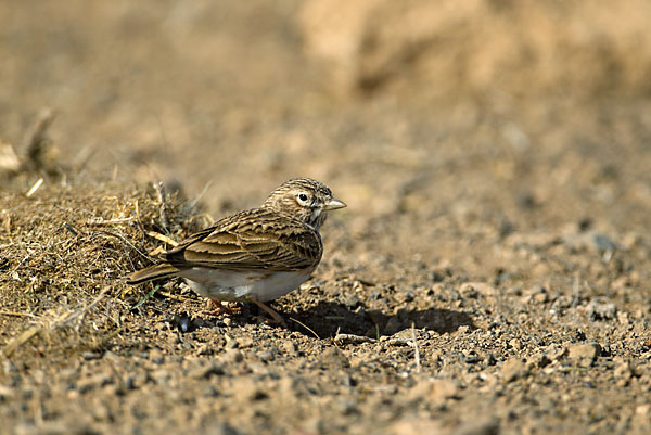 Stummellerche (Calandrella rufescens)