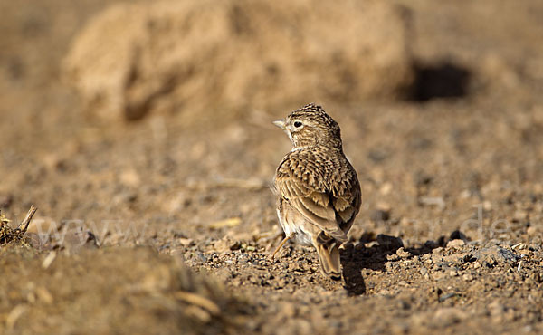 Stummellerche (Calandrella rufescens)