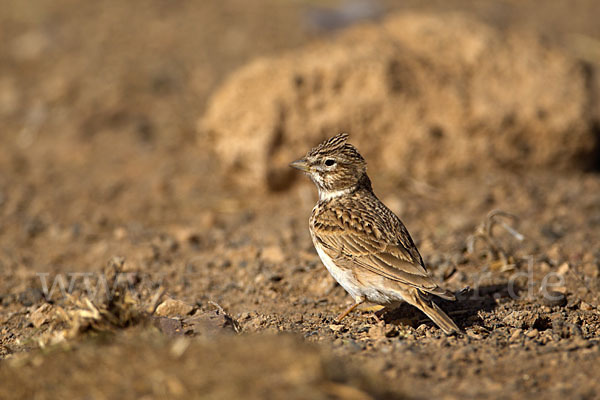 Stummellerche (Calandrella rufescens)