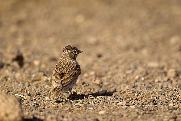 Stummellerche (Calandrella rufescens)