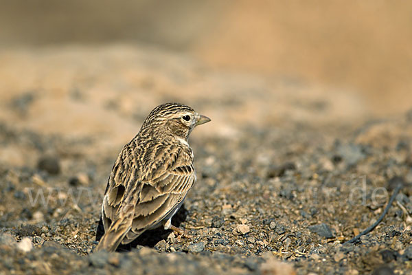 Stummellerche (Calandrella rufescens)