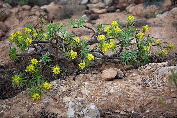 Stumpfblättrige Wolfsmilch (Euphorbia obtusifolia)