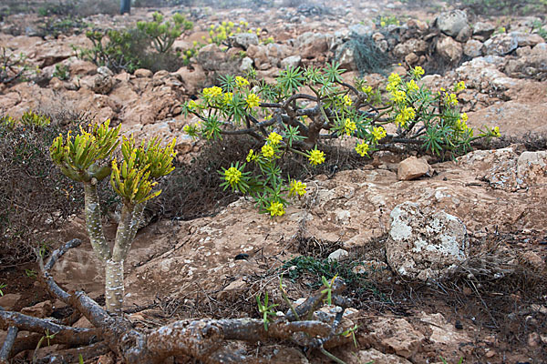 Stumpfblättrige Wolfsmilch (Euphorbia obtusifolia)