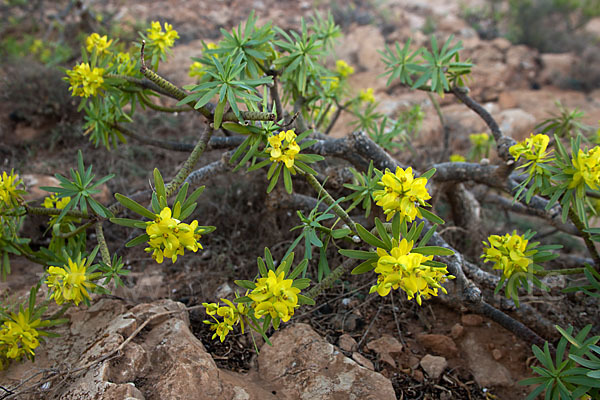 Stumpfblättrige Wolfsmilch (Euphorbia obtusifolia)