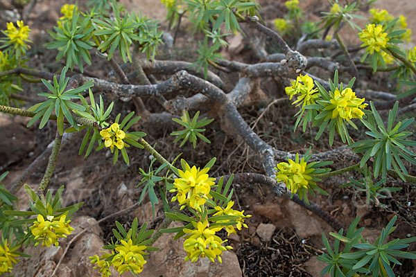 Stumpfblättrige Wolfsmilch (Euphorbia obtusifolia)