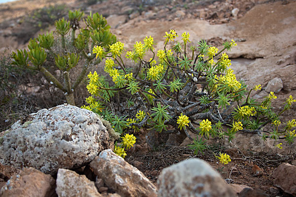 Stumpfblättrige Wolfsmilch (Euphorbia obtusifolia)