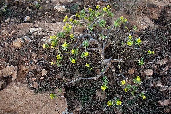 Stumpfblättrige Wolfsmilch (Euphorbia obtusifolia)