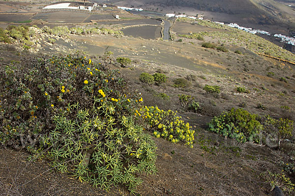 Stumpfblättrige Wolfsmilch (Euphorbia obtusifolia)