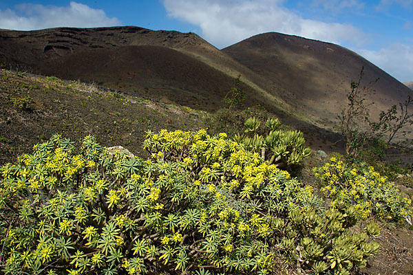 Stumpfblättrige Wolfsmilch (Euphorbia obtusifolia)