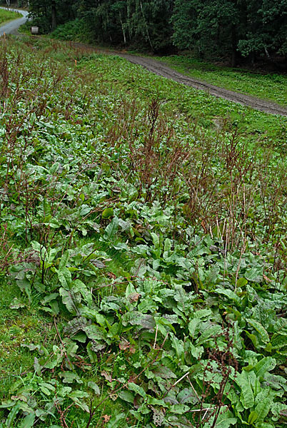 Stumpfblättriger Ampfer (Rumex obtusifolius)