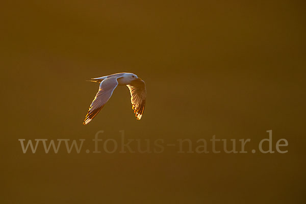 Sturmmöwe (Larus canus)