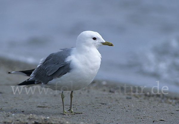 Sturmmöwe (Larus canus)