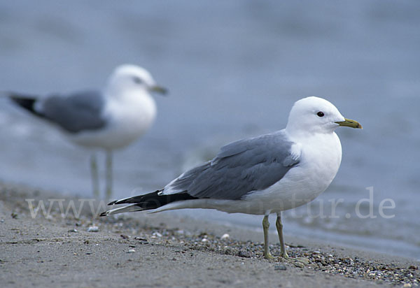 Sturmmöwe (Larus canus)