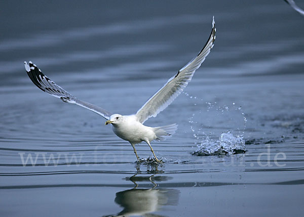 Sturmmöwe (Larus canus)