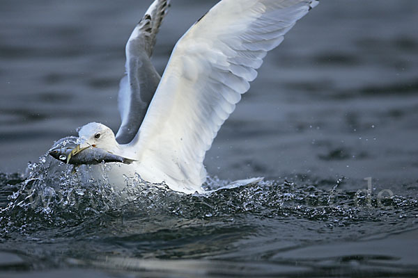 Sturmmöwe (Larus canus)