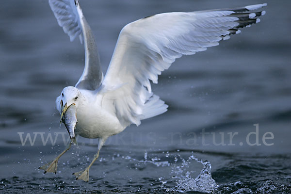 Sturmmöwe (Larus canus)