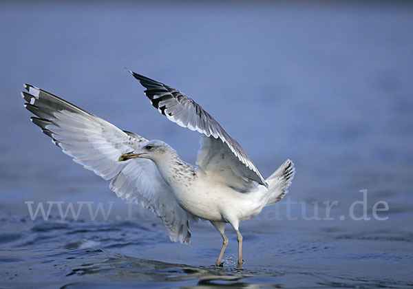 Sturmmöwe (Larus canus)