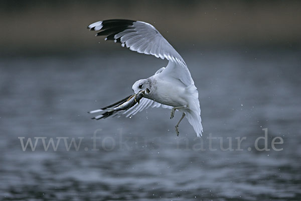 Sturmmöwe (Larus canus)