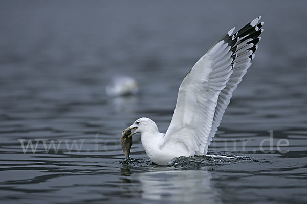 Sturmmöwe (Larus canus)