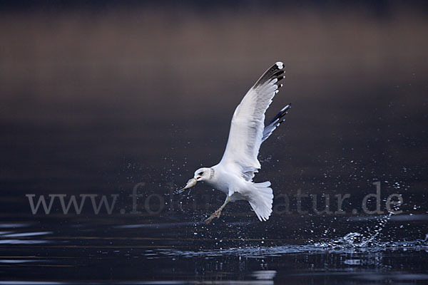 Sturmmöwe (Larus canus)