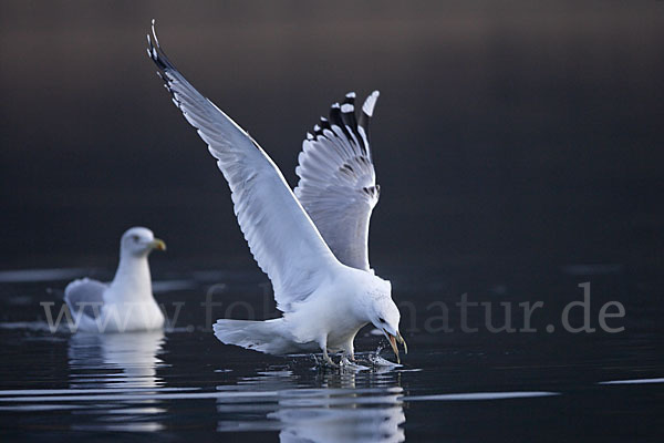 Sturmmöwe (Larus canus)