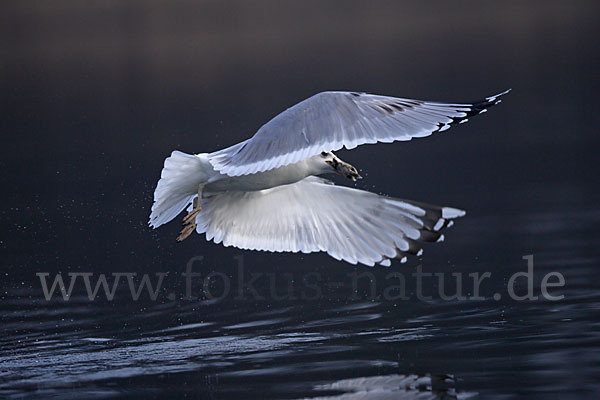 Sturmmöwe (Larus canus)