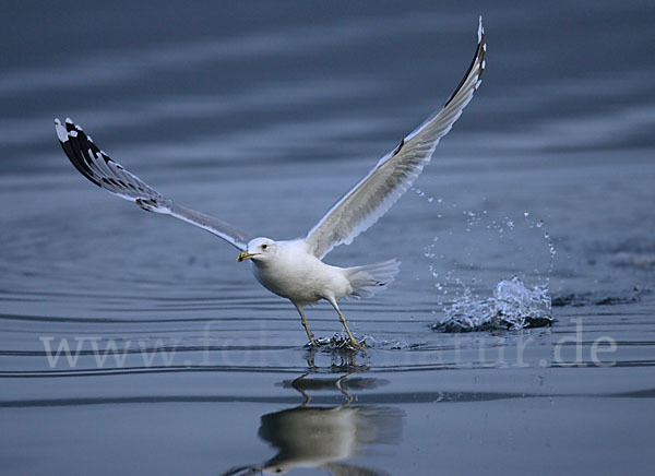 Sturmmöwe (Larus canus)