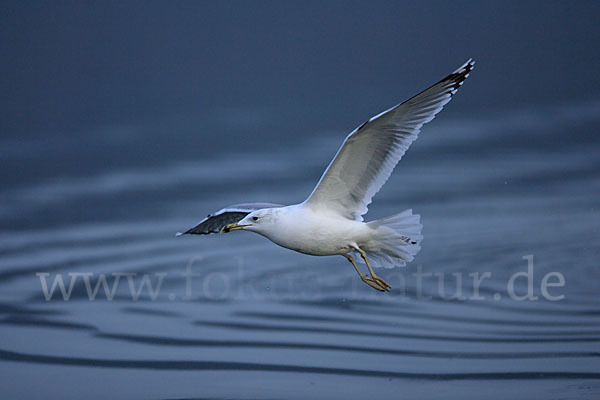 Sturmmöwe (Larus canus)