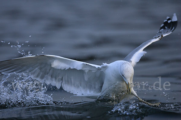 Sturmmöwe (Larus canus)