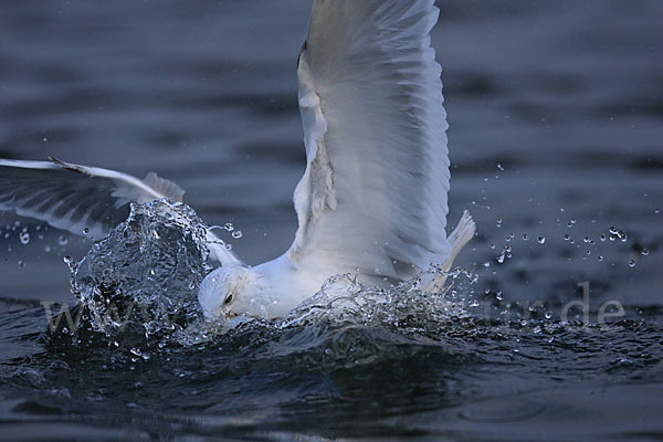 Sturmmöwe (Larus canus)