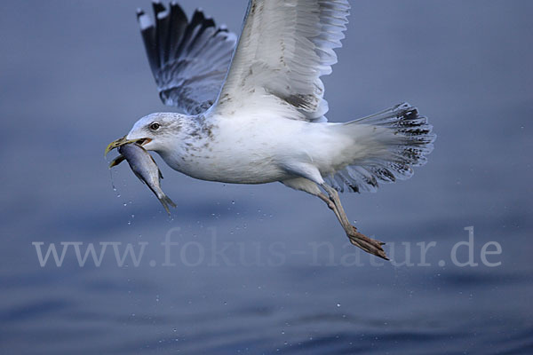 Sturmmöwe (Larus canus)