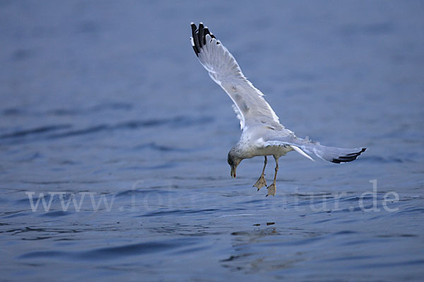 Sturmmöwe (Larus canus)