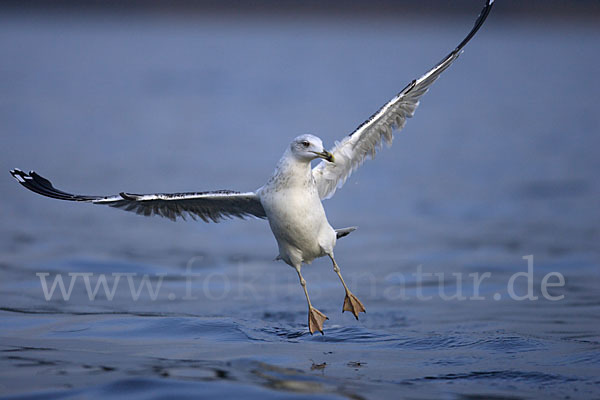 Sturmmöwe (Larus canus)