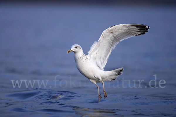 Sturmmöwe (Larus canus)