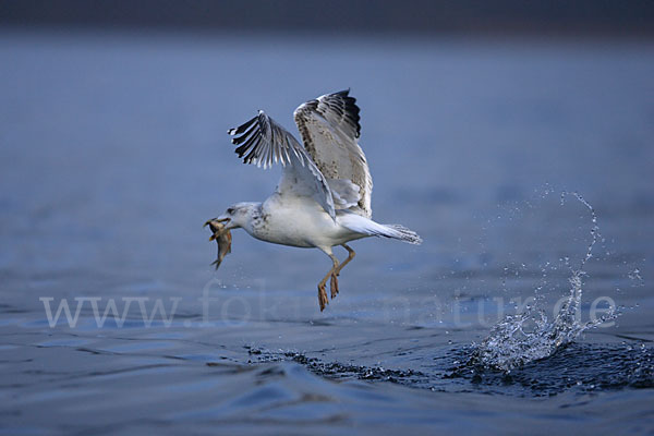 Sturmmöwe (Larus canus)